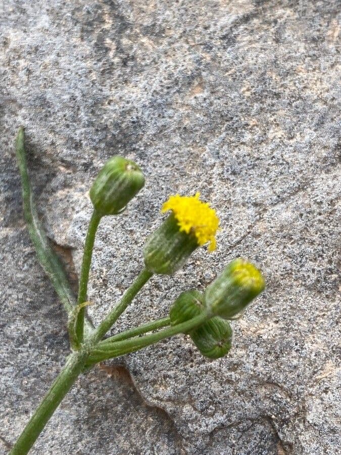 Senecio 2
