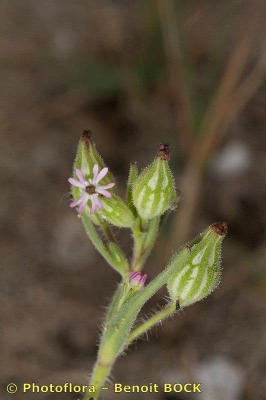 Silene