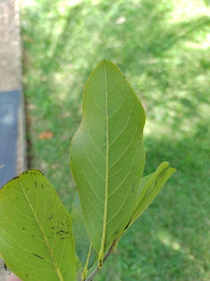 Diospyros 9