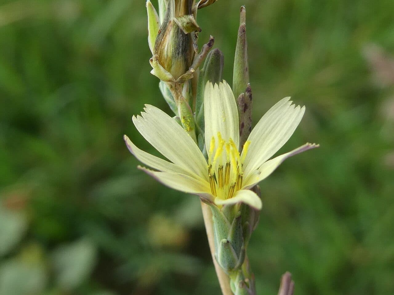 Lactuca saligna 9