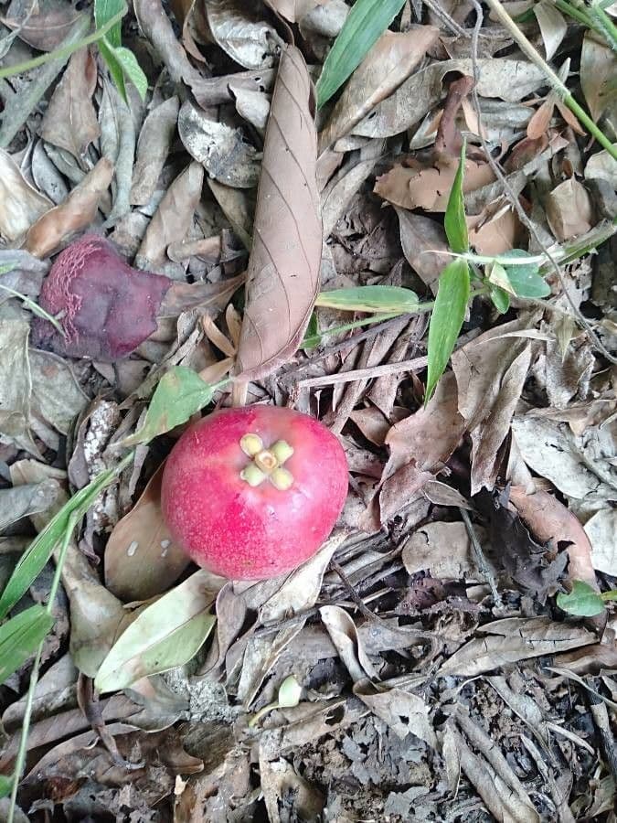 Garcinia