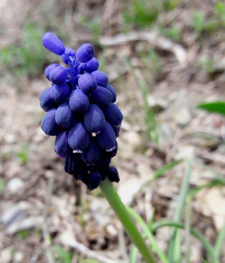 Szafirek miękkolistny 10