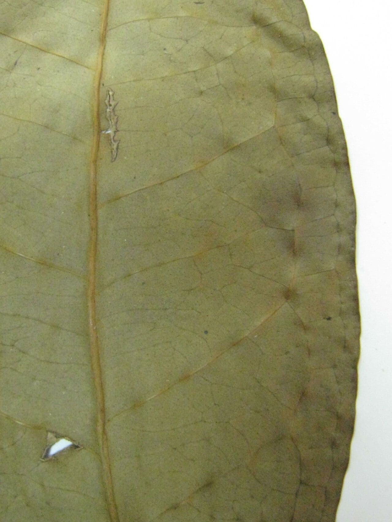 Eugenia 9