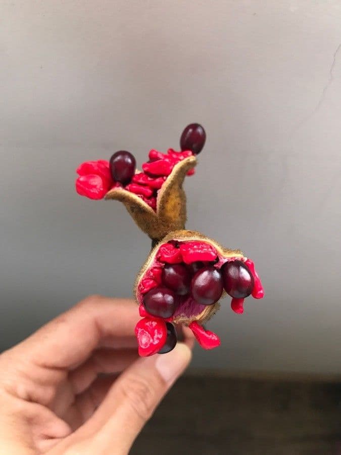 Piwonia Brotera