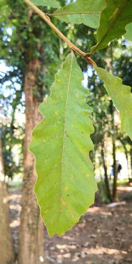 Quercia 3