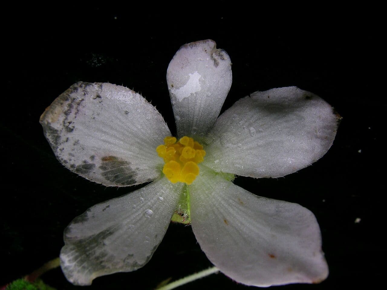 Begonia dipinta 9