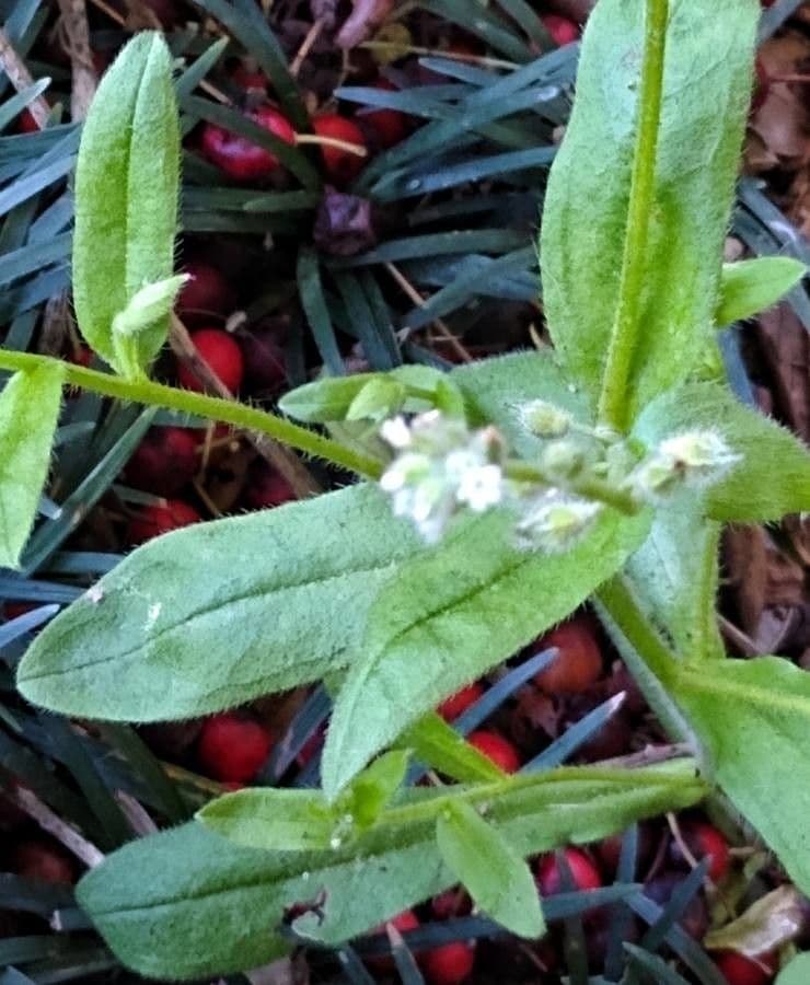 Myosotis de printemps
