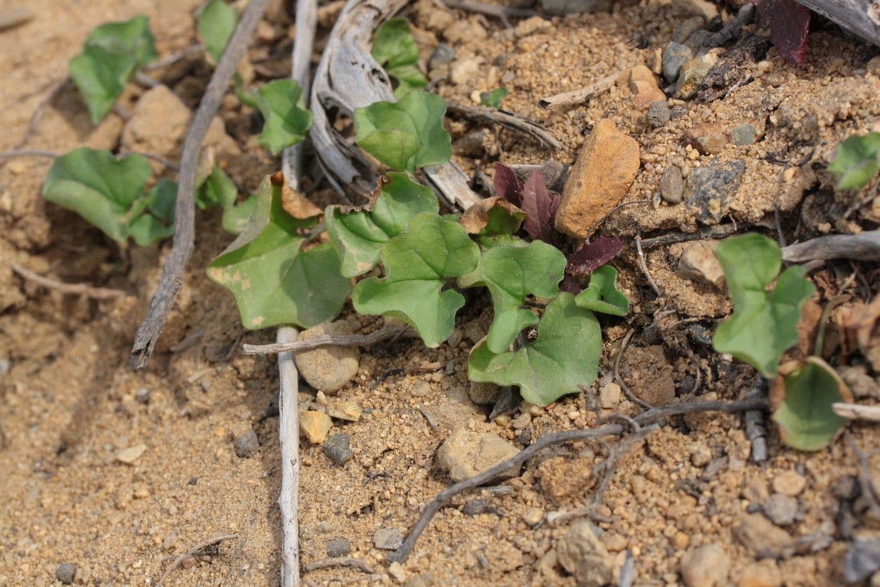 Dichondra 3