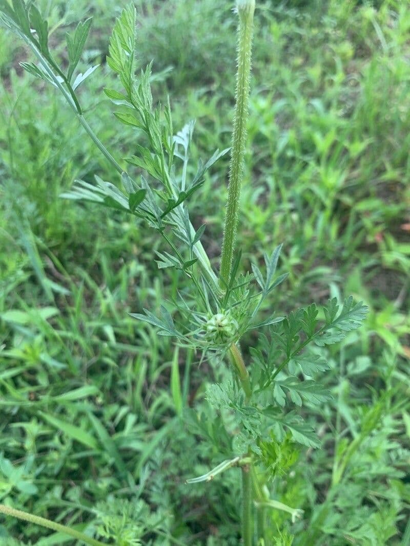 Poreleaf Dogweed 10