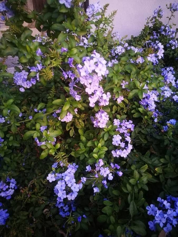 Plumbago auriculata 11