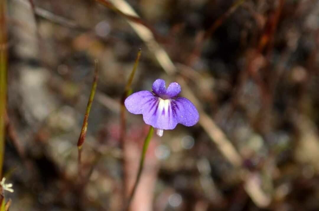 Erba vescica viola
