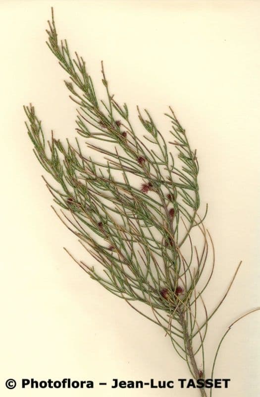 Allocasuarina di Mueller 17