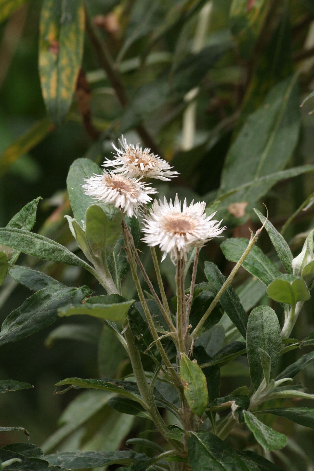 Coronidium