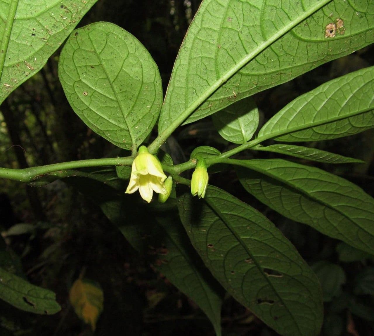 Cuatresia 6