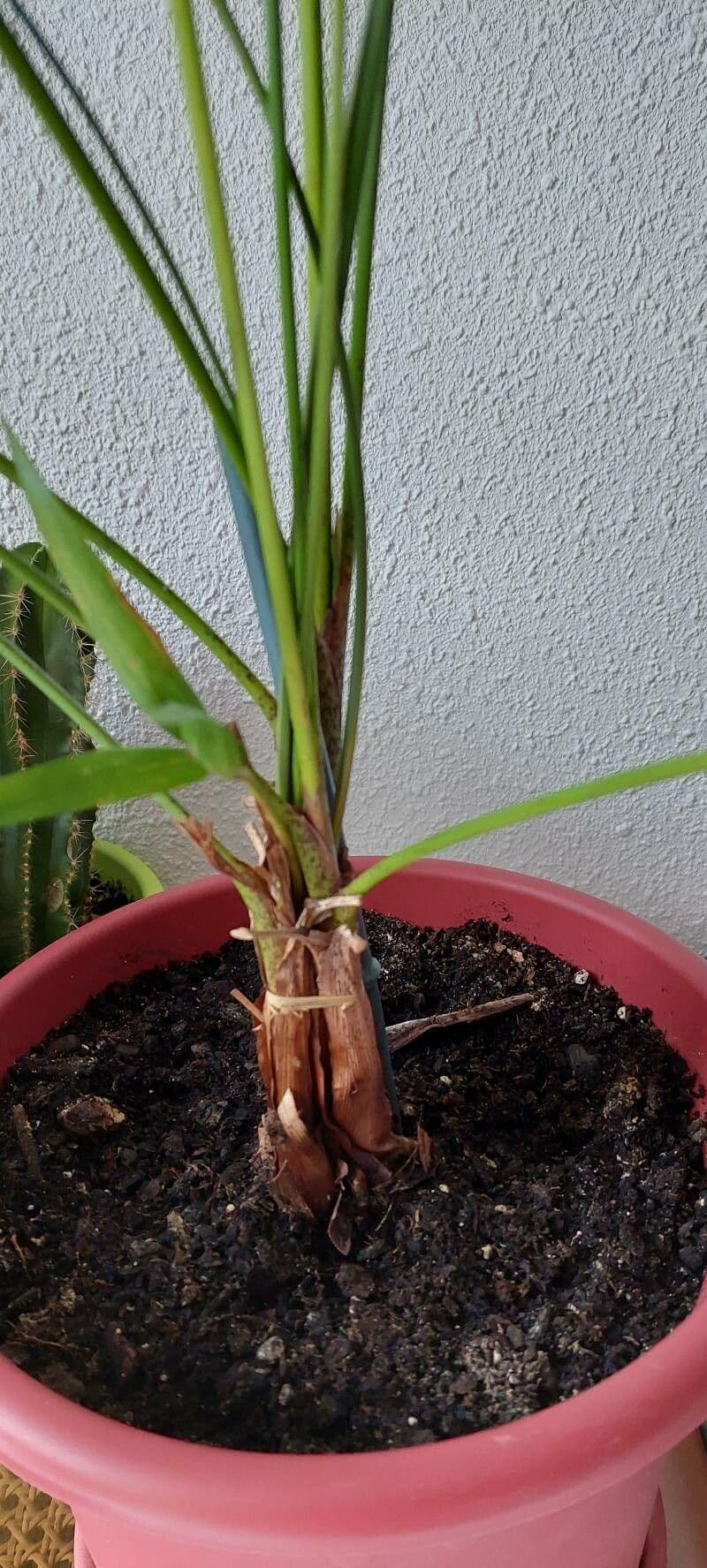 Chamaedorea 27