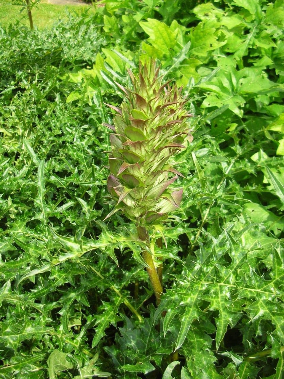 Acantho spinoso 12
