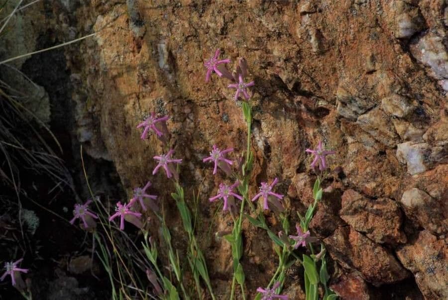 Silene 10