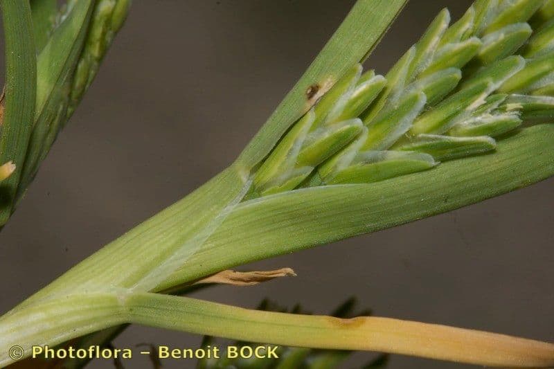 Sclerochloa 18