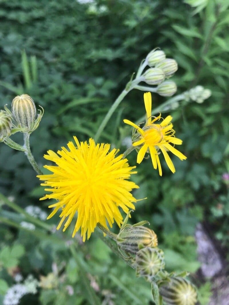 Radicchiella bienne 6