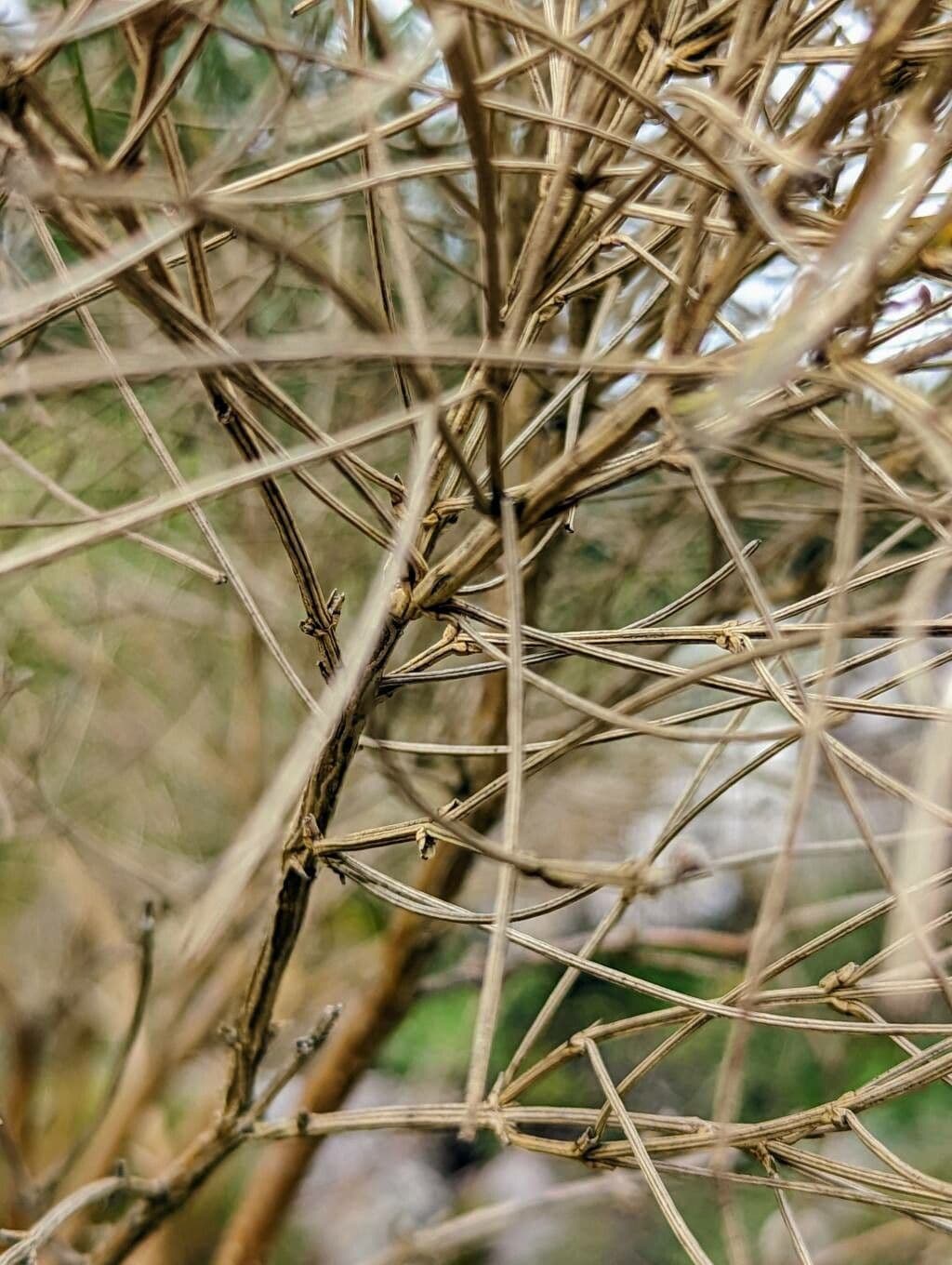 Ginestra radiata 22