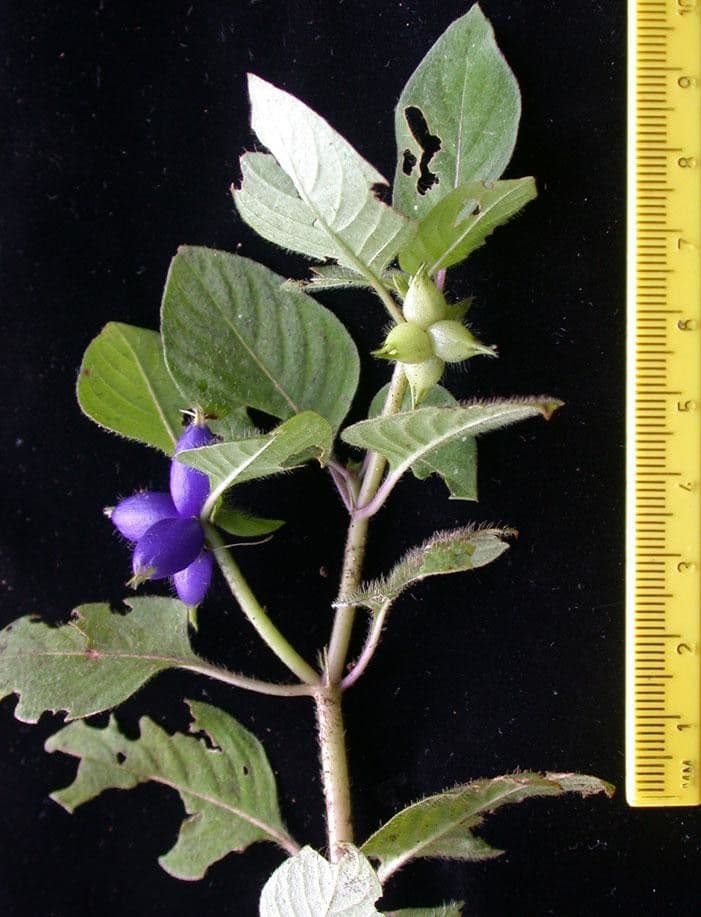 Coccocypselum 25