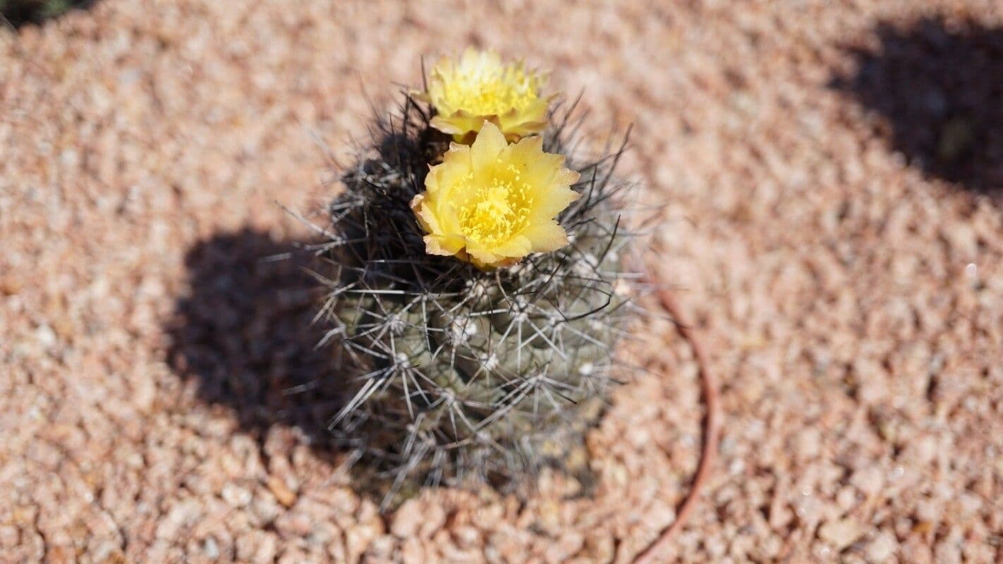 Copiapoa 2