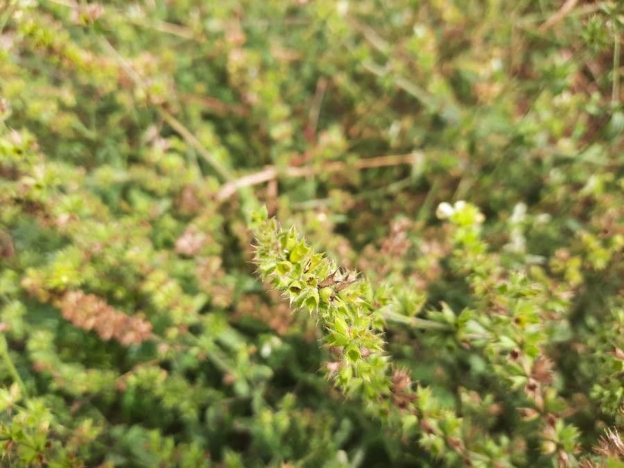 Berg-Gottesgnadenkraut 7