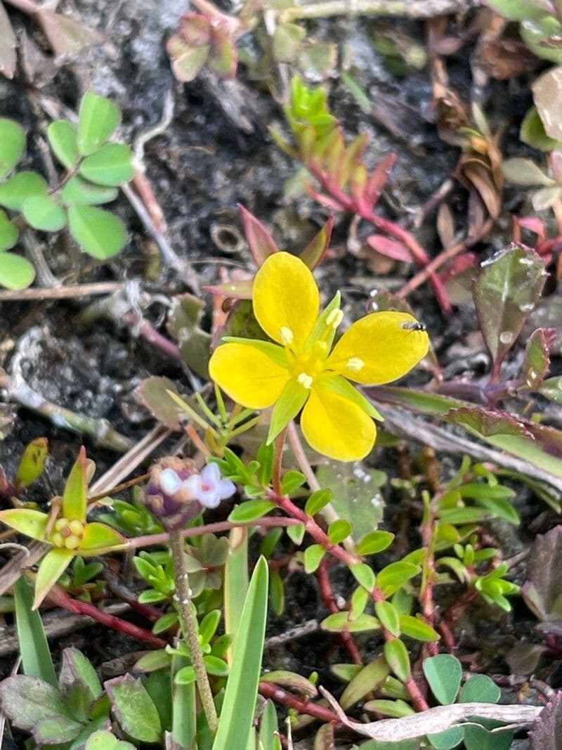 Ludvigia 2
