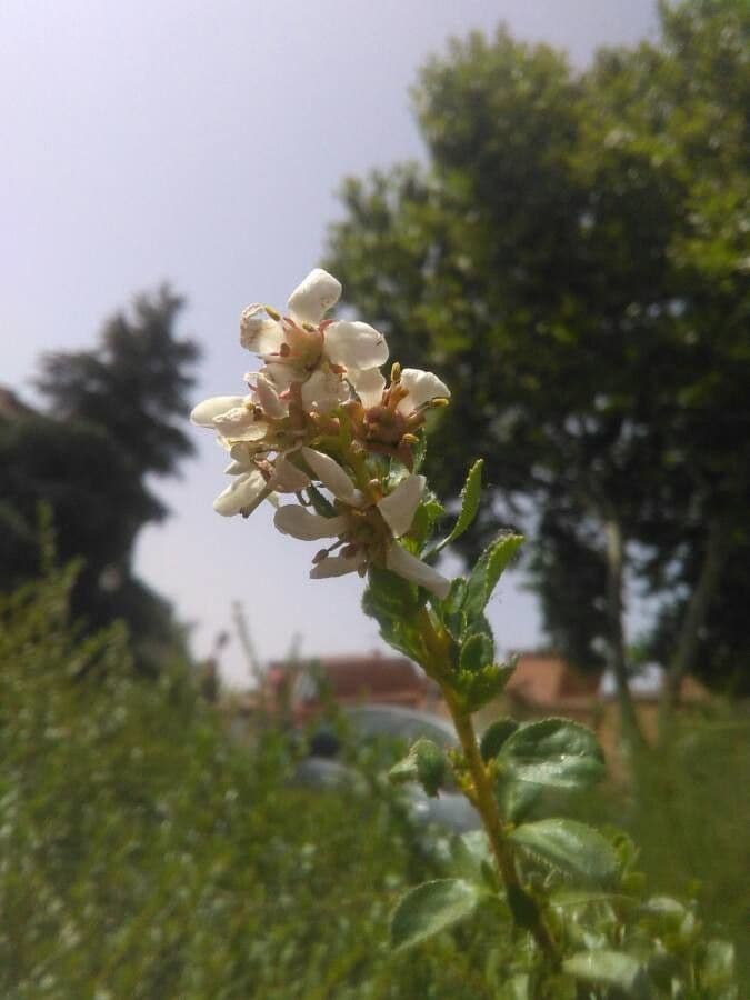 Myrsina africká 7