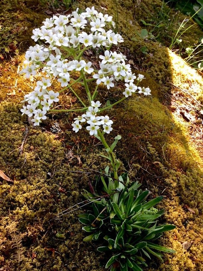 Saxifraga hostii