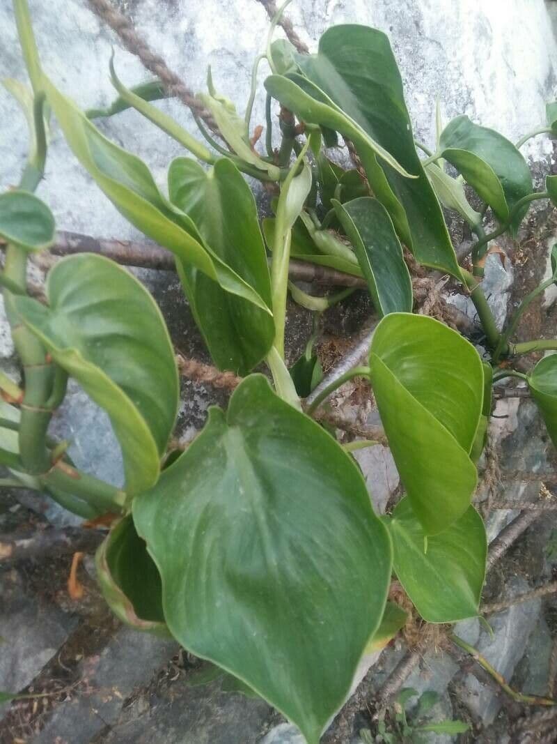 Philodendron 2