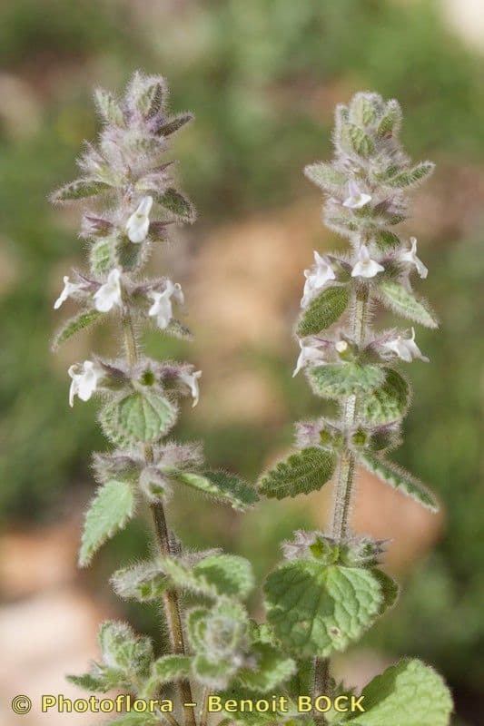 Sideritis 4