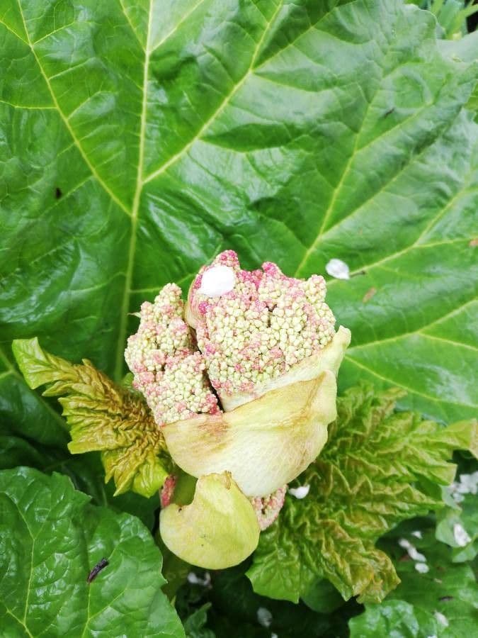Rabarbaro da giardino 10