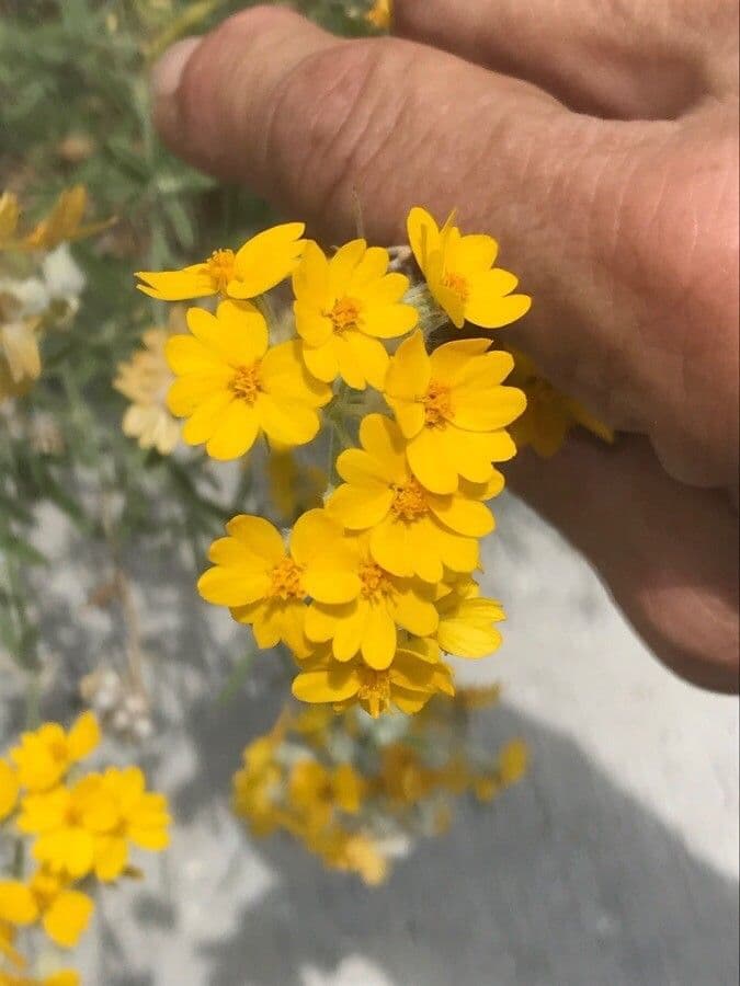 Psilostrophe