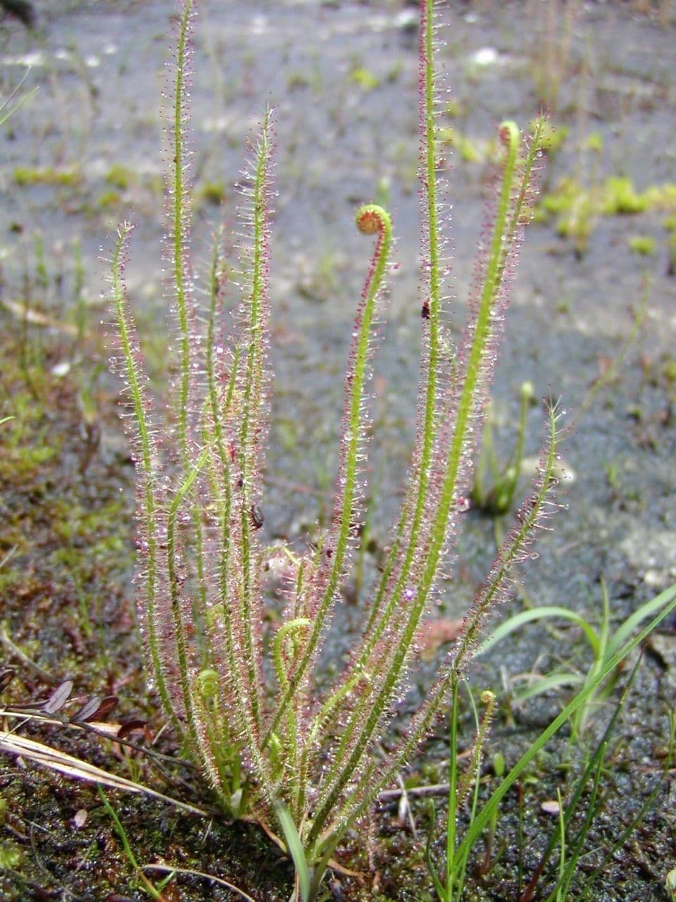 Threadleaf sundew 8
