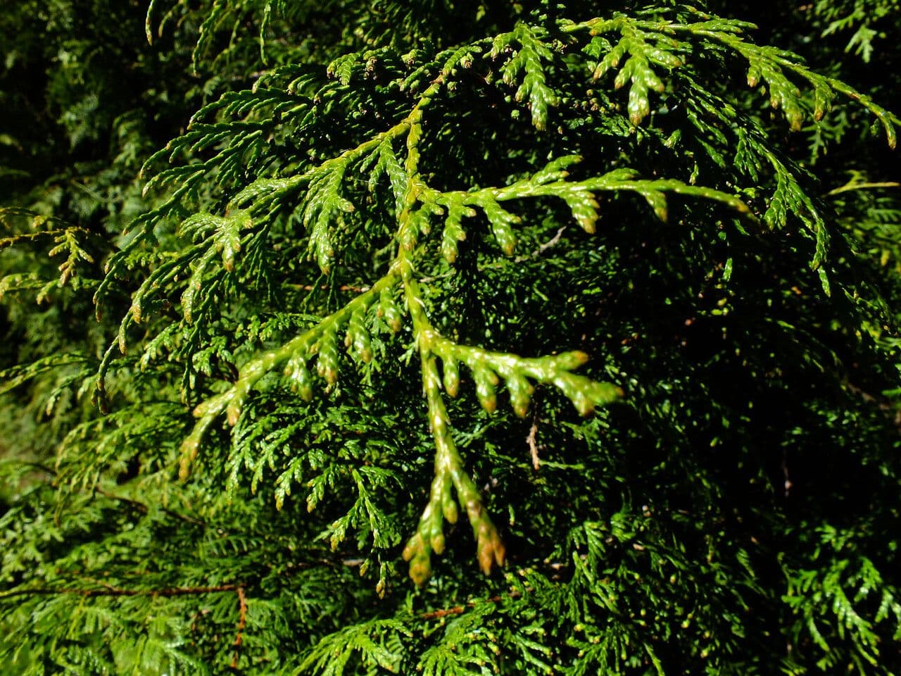 Thuja 12
