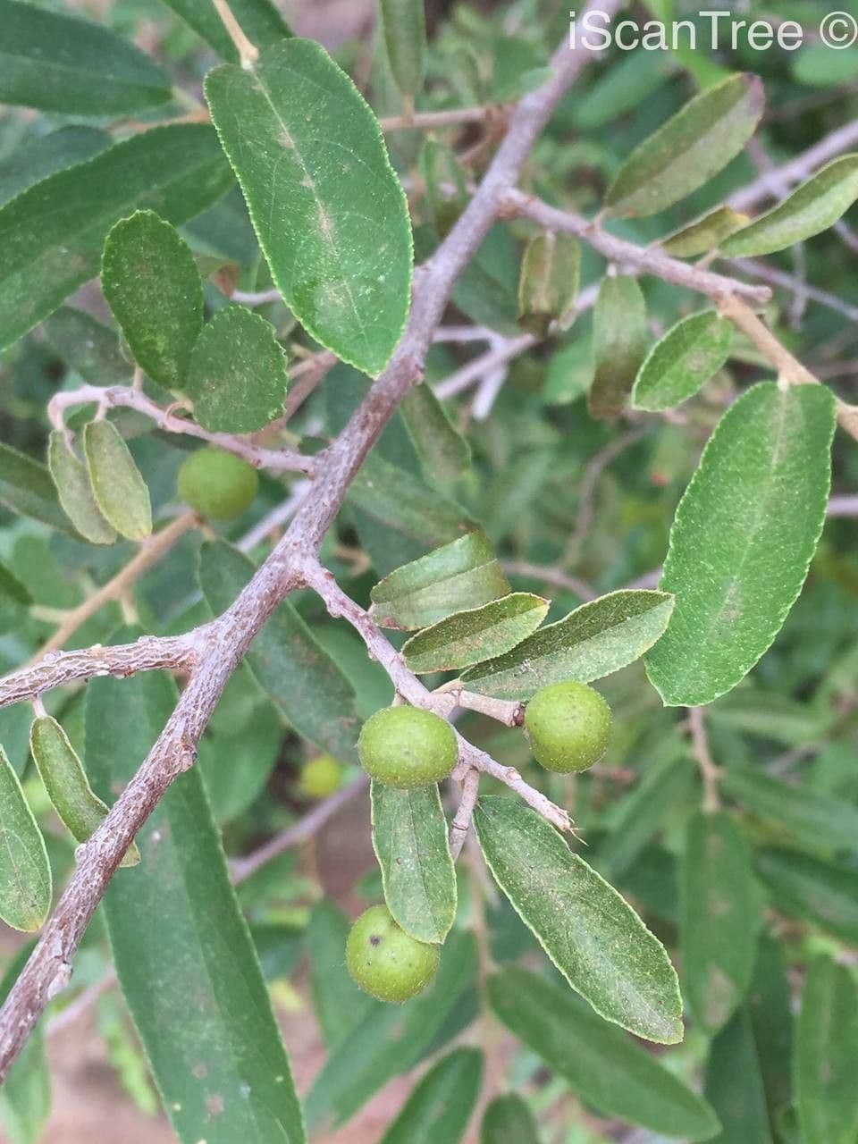 Grewia gialla 2