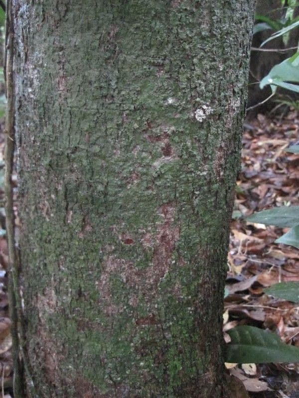 Andira 2