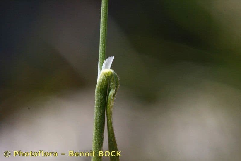 Sesleria 13
