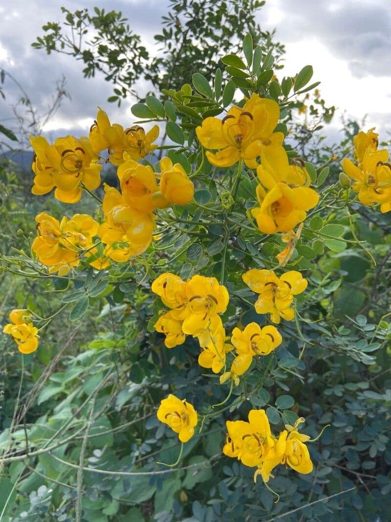 Senna pendula 3