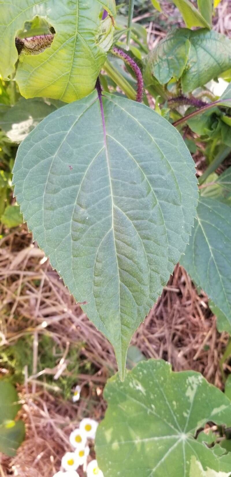 Salvia 8
