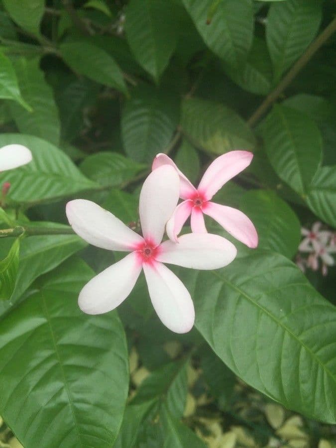 Kopsia 5