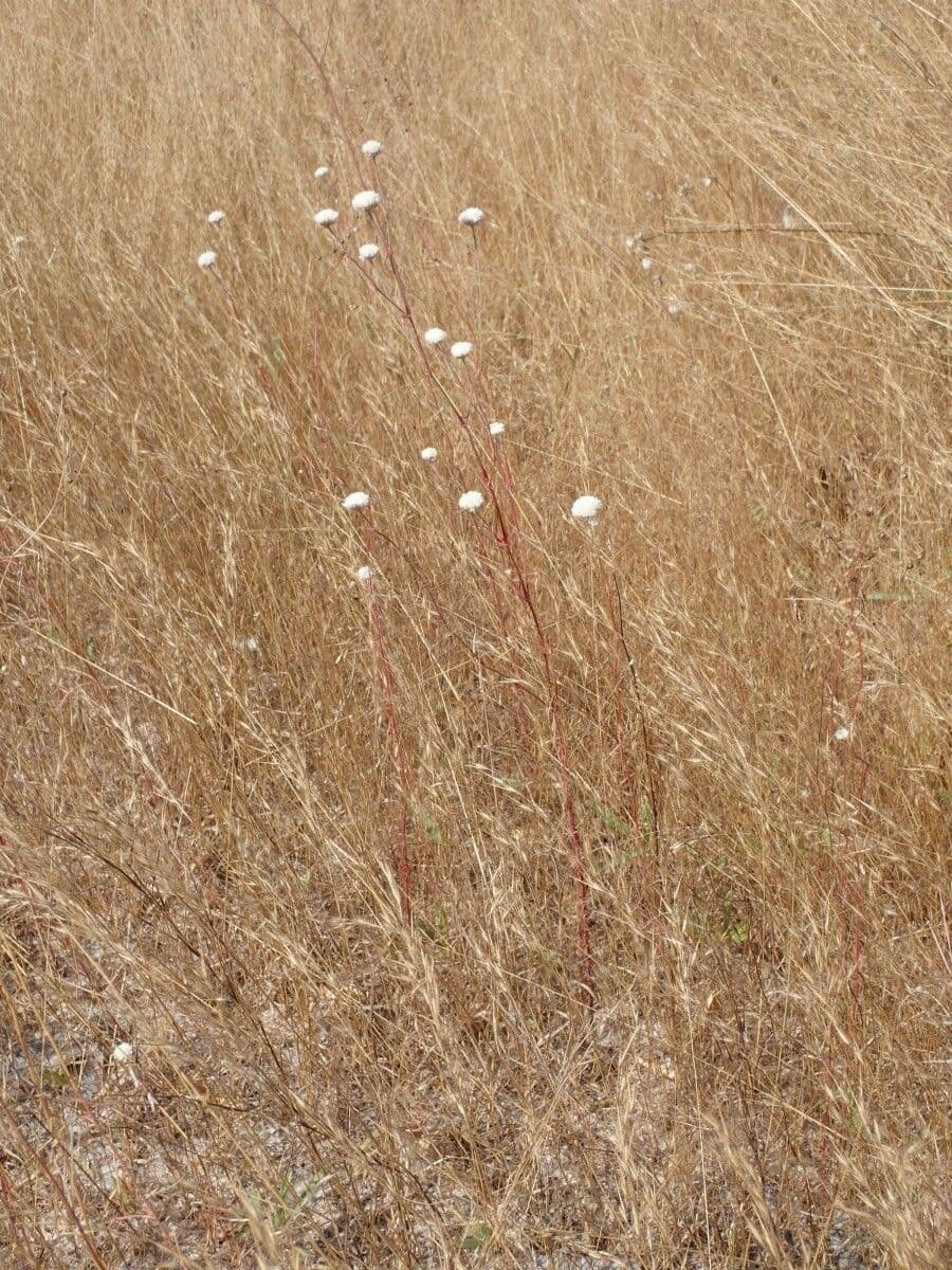 Polycarpaea 4