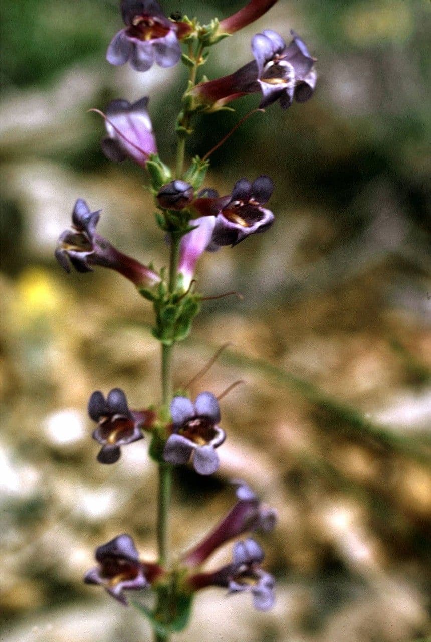 Linaria-like Penstemon 8