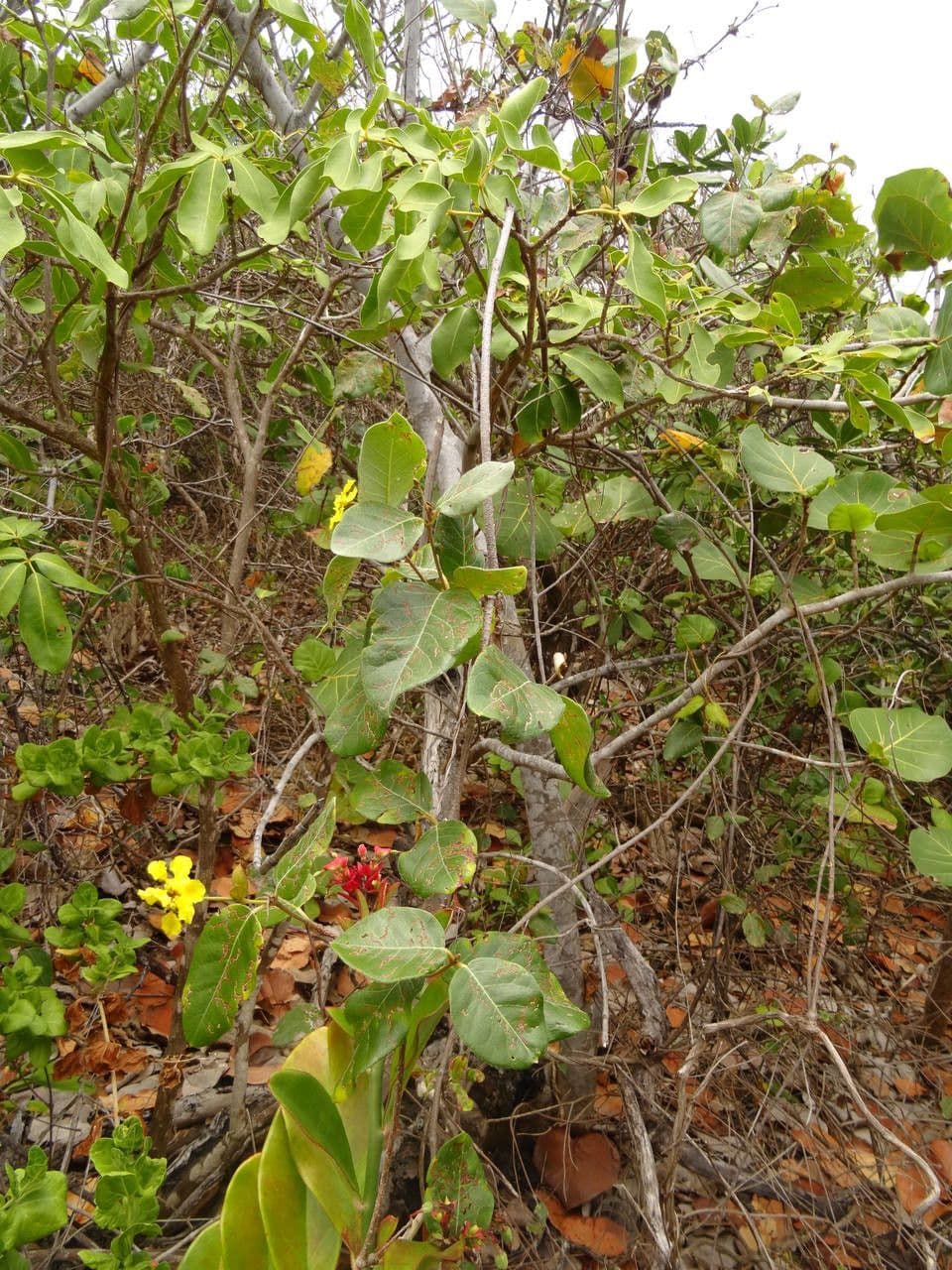 Stigmaphyllon 8