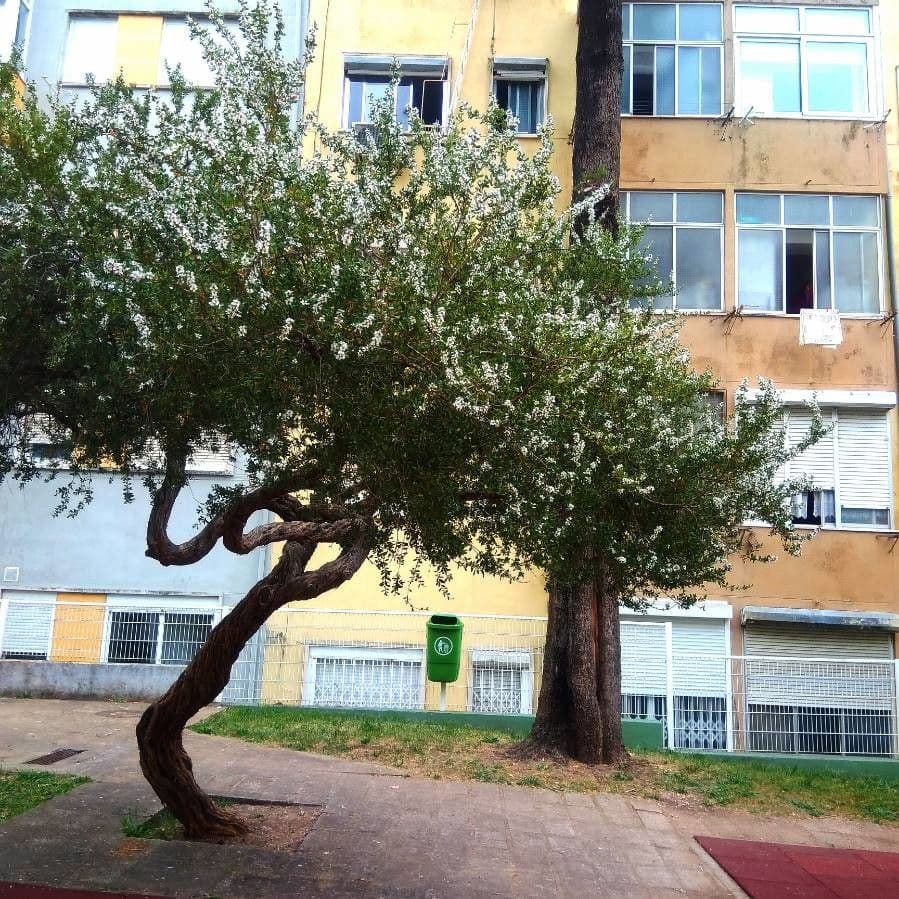 Leptospermum laevigatum 9