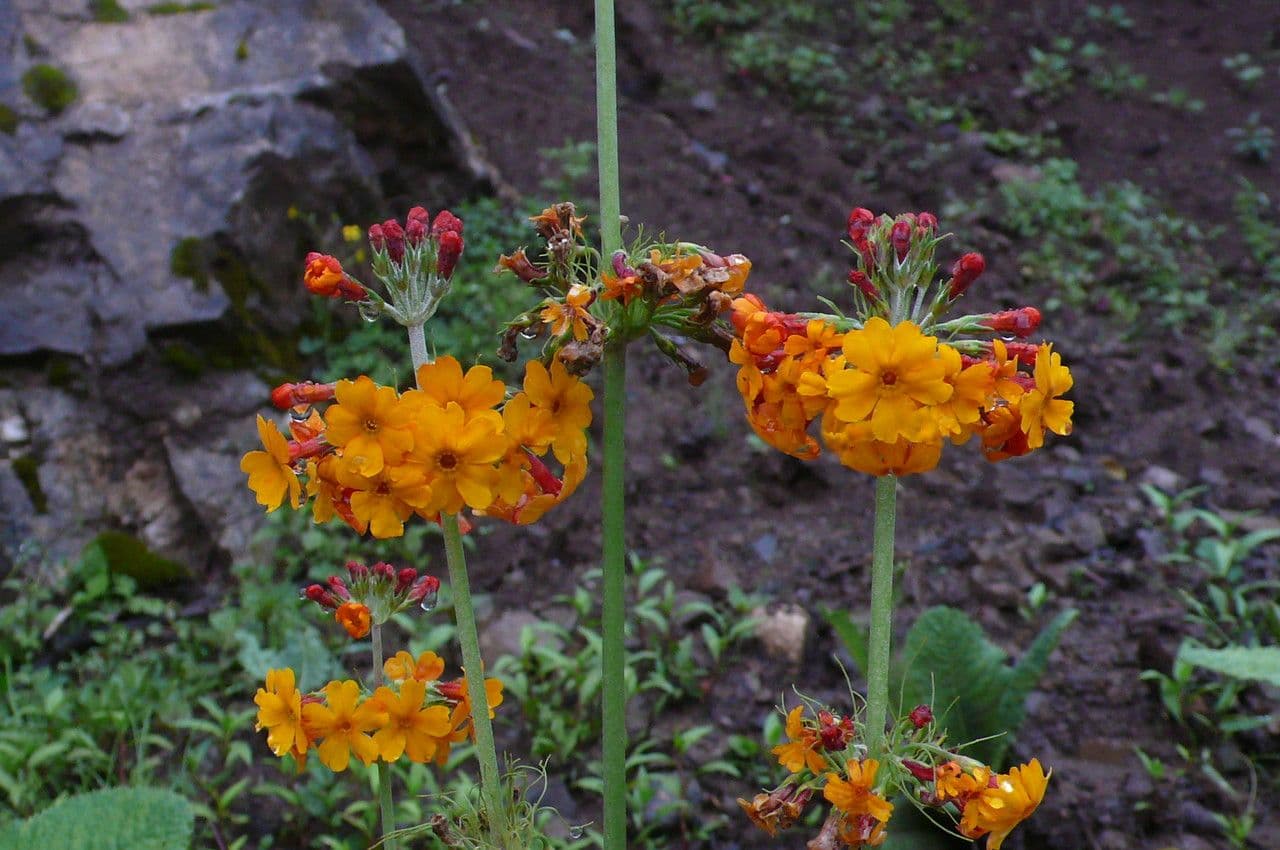 Primula 4