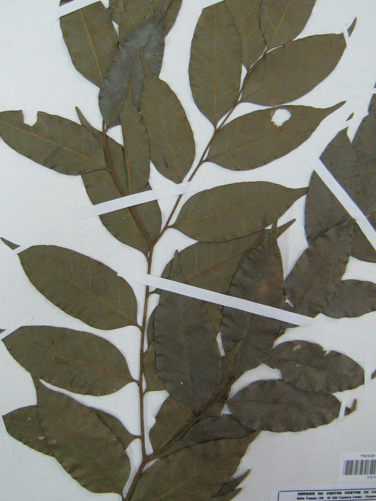 Geissospermum liscio 15