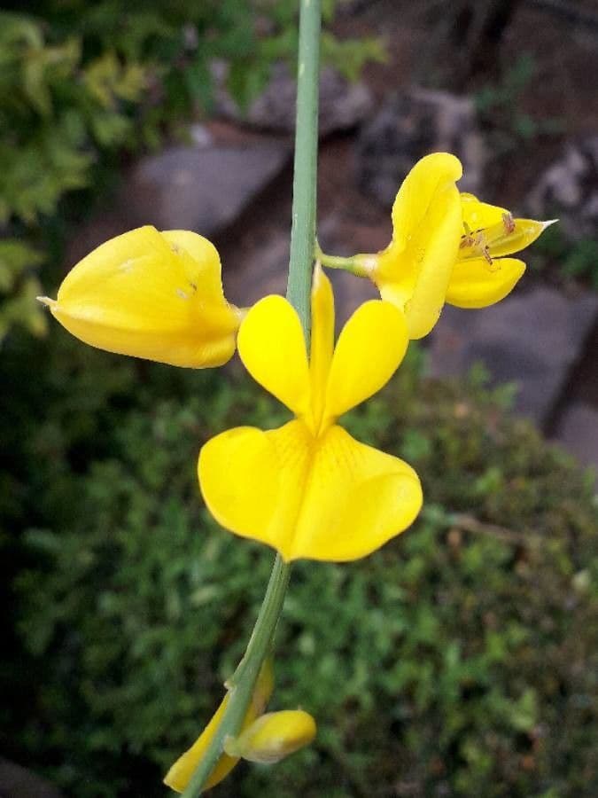 Ginestra odorosa 6