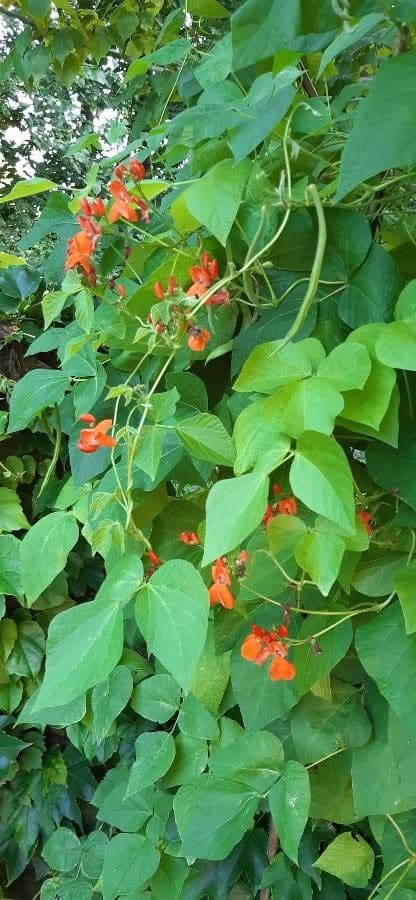 Runner bean 18